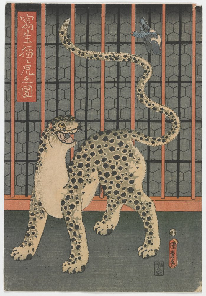 ヒョウのアンティーク絵 江戸時代の生涯から描かれたヒョウ、1860年（色木版画）